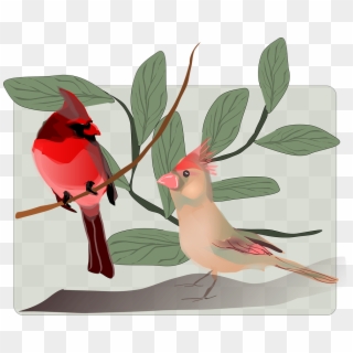 Aves, Canto De Los Pájaros, Aves Oscines, Aves Canoras - Get Well Soon Card Cards Of Birds, HD Png Download