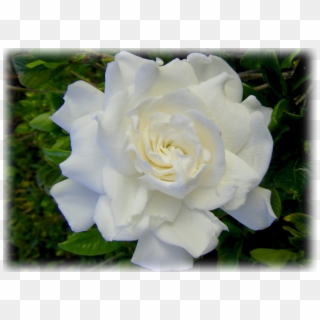 Gardenia Jasminoides August Beauty - Garden Roses, HD Png Download