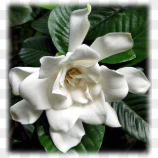 Gardenia Snow Princess - Gardenia, HD Png Download