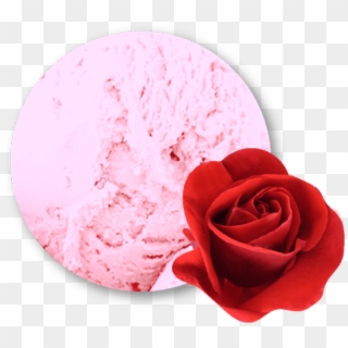 Sorbet Pètals De Rosa 4 Litres - Garden Roses, HD Png Download