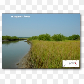 Mangrove Expansion In Response To Climate Change - Freshwater Marsh, HD Png Download