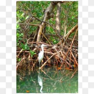 County Seeks Authority Of Mangrove Enforcement - Sweet Grass, HD Png Download