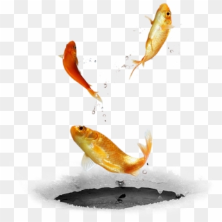 #ftestickers #fish#fishes #goldfish #jumping #freetoedit - Fish, HD Png Download