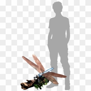 Jätteslända Jämfört Med Människa - Illustration, HD Png Download
