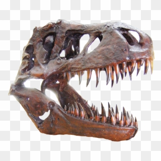Dinosaur Skull Png, Transparent Png