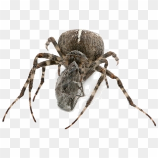 Wolf Spider Insect Tarantula Spiders Transprent Png - Spider Web, Transparent Png