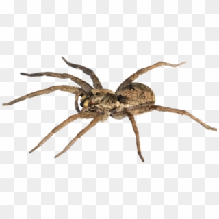 Wolf Spider, HD Png Download