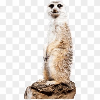 Meerkat Side Image - Meerkat Png, Transparent Png