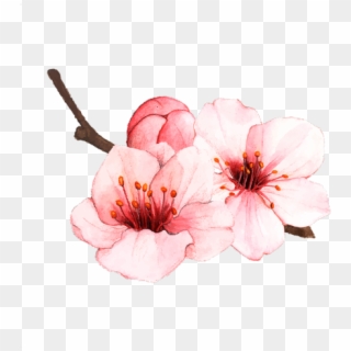 Tattoo Cherry Blossom Vector, HD Png Download