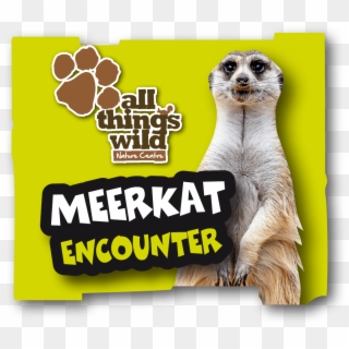 Meerkat-encounter - Meerkat, HD Png Download