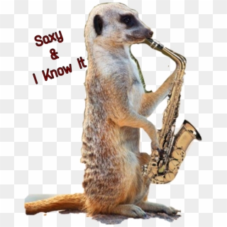 #saxophone #sticker #jazz #meerkat #dbanta2018 #freetoedit - Meerkat Playing Saxophone, HD Png Download