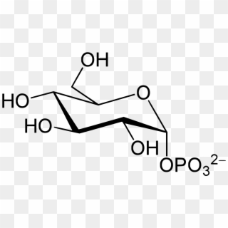 Ethyl Glucuronide, HD Png Download