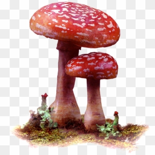 Mushrooms Vector Wild Mushroom - Red Mushrooms Transparent, HD Png Download