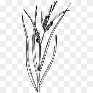 Flower Plant Wild Wildflower Transparent Png Image - Sedge Black And White, Png Download