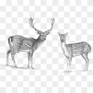 Deer Horns Png - White-tailed Deer, Transparent Png