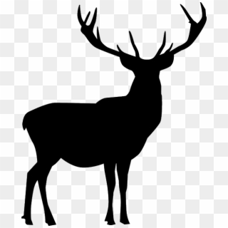 Deer, Animal, Horns, Reindeer - Rotwild Png, Transparent Png