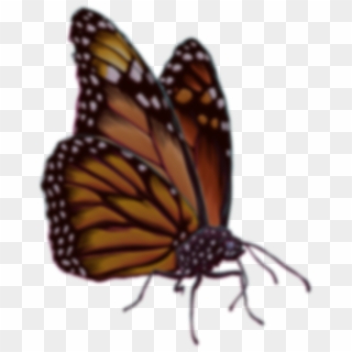 Join The Cali Roots Email List - Monarch Butterfly, HD Png Download