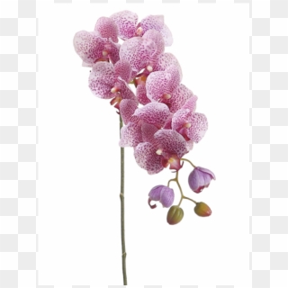 31 Phalaenopsis Orchid Spray With 8 Flowers And 4 Buds - Moth Orchid, HD Png Download
