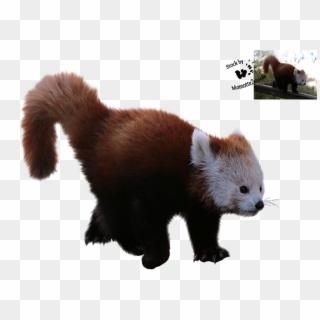 Red Png Images - Red Panda Transparent Background, Png Download