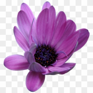 Flower Blossom Bloom Pink Mage Rides Isolated - African Daisy, HD Png Download