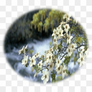 Transparent Png