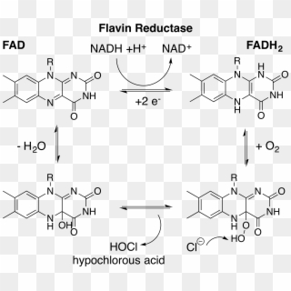Fadh2 Production By Flavin Reductase For Hocl Generation - Fad Vs Fadh2 Structure, HD Png Download