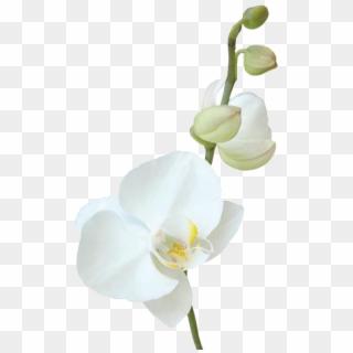 Tropical Flowers - Moth Orchid, HD Png Download