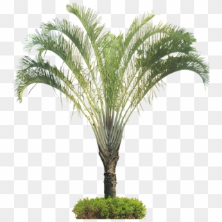 Dypsis Decaryi Psd, HD Png Download
