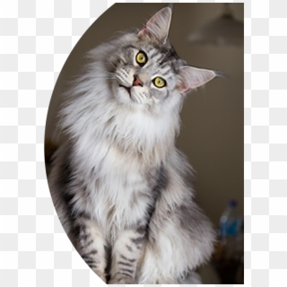 Lucky Pet Maine Coon Cat Sitting With Its Head Tilted - Full Grey Maine Coon, HD Png Download