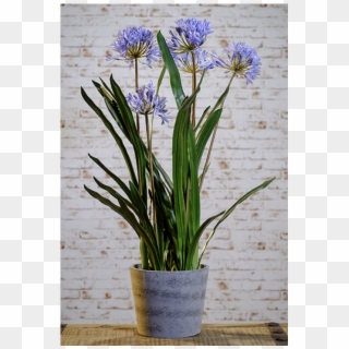 Blue Agapanthus In Grey Pot - Agapanthus, HD Png Download