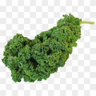 Kale, Green Kale, Vegetable, Fresh, Png - Kiel Vegetable, Transparent Png