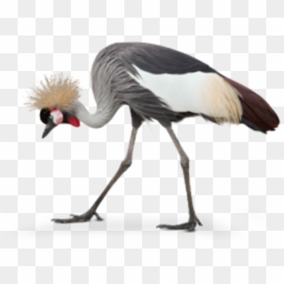 Grey Crowned Cranes Are Also Partial To Seeds, Grain - Grey Crowned Crane Png, Transparent Png