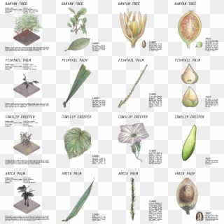 Botanical Drawing - Herbaceous Plant, HD Png Download