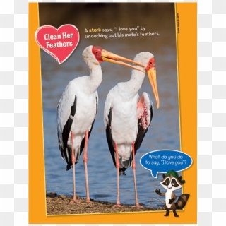 Ranger Rick Jr Love Birds February 2014 - Stork, HD Png Download