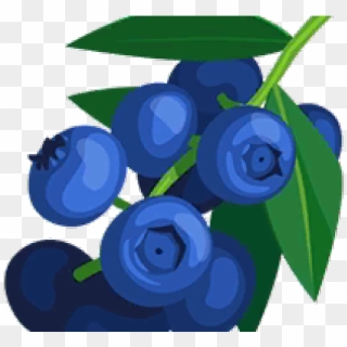 Berries Clipart Blueberry - Clipart Of Blueberries, HD Png Download