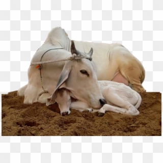 Save Cow Quotes In Hindi, HD Png Download