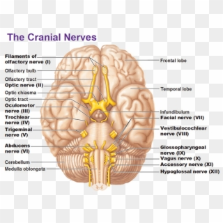 Trauma Release - Olfactory Nerve Optic Nerve, HD Png Download