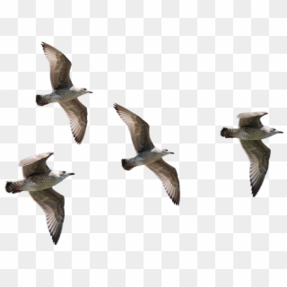 Seagulls Flying Png Birds Image - Flock, Transparent Png