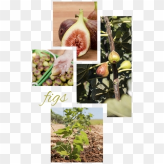 Fig Png - Natural Foods, Transparent Png