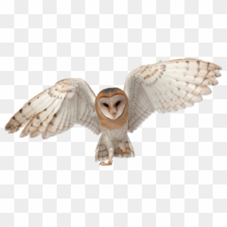 Owls Rest On The Same Branch Every Day, Which Is Why - Barn Owl Transparent, HD Png Download