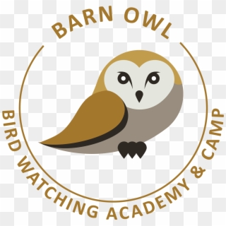 Barn Owl, HD Png Download