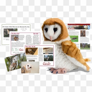Barn Owl Package - Owl Stuffed Animals, HD Png Download