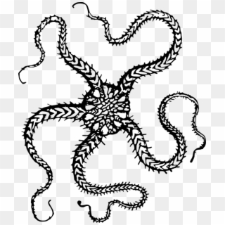 Brittle Star Clip Art, HD Png Download