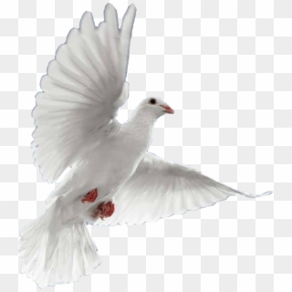 Dove PNG Transparent For Free Download - PngFind