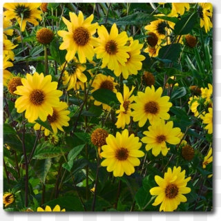 Helianthus Flying Saucers - African Daisy, HD Png Download