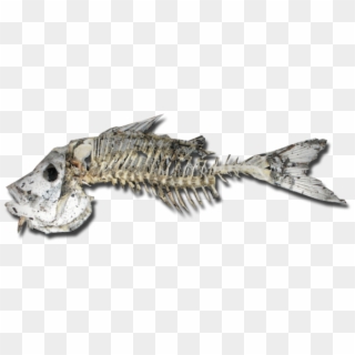 #skeleton #fish #creepy #horror #freetoedit - Fish Skeleton, HD Png Download