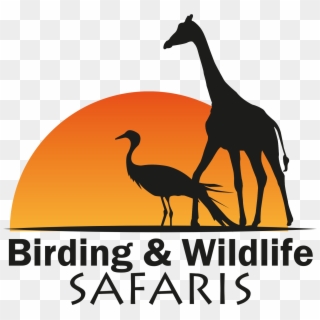 Birding And Wildlife Safaris - Giraffe, HD Png Download