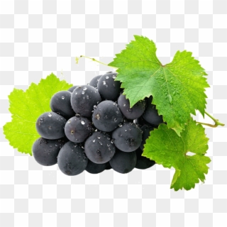 Uvas E Vinho - Grape Bunch With Leaves, HD Png Download