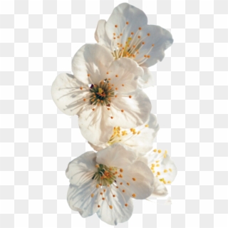 Everything Is Gonna Be Ok - White Flowers Tumblr Png, Transparent Png