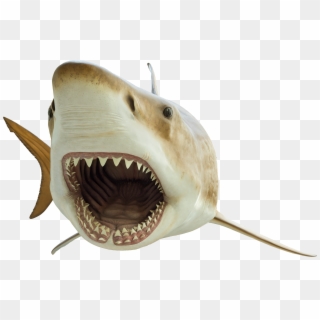 A Cutout Of A Megalodon Shark - Great White Shark, HD Png Download